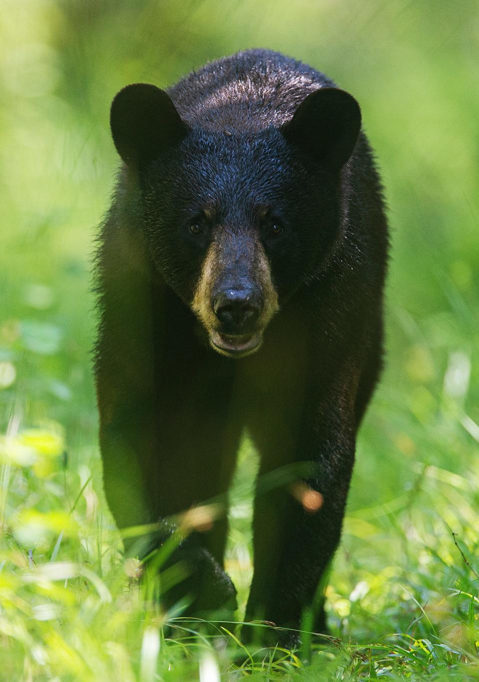 A young black bear wanders a trail system at Fakahatchee Strand State Preserve in Collier County on Thursday, June 1, 2023.  State wildlife managers sent out a press release this week stating that bear encounters are more likely in the summer. Photographed with a 400mm lens with a 1.4 converter.