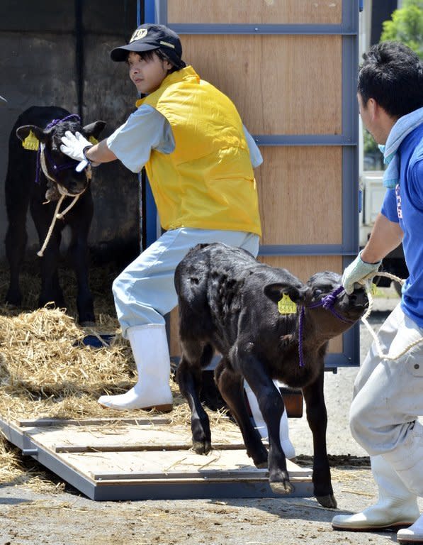 Calves are unloaded at a dairy cattle market to be put up for auction in Motomiya, 50 kms west of the stricken Fukushima nuclear power plant, on July 14, 2011. Radiation fears mounted in Japan after news that contaminated beef from a farm just outside the Fukushima nuclear no-go zone had been shipped across the country and probably eaten
