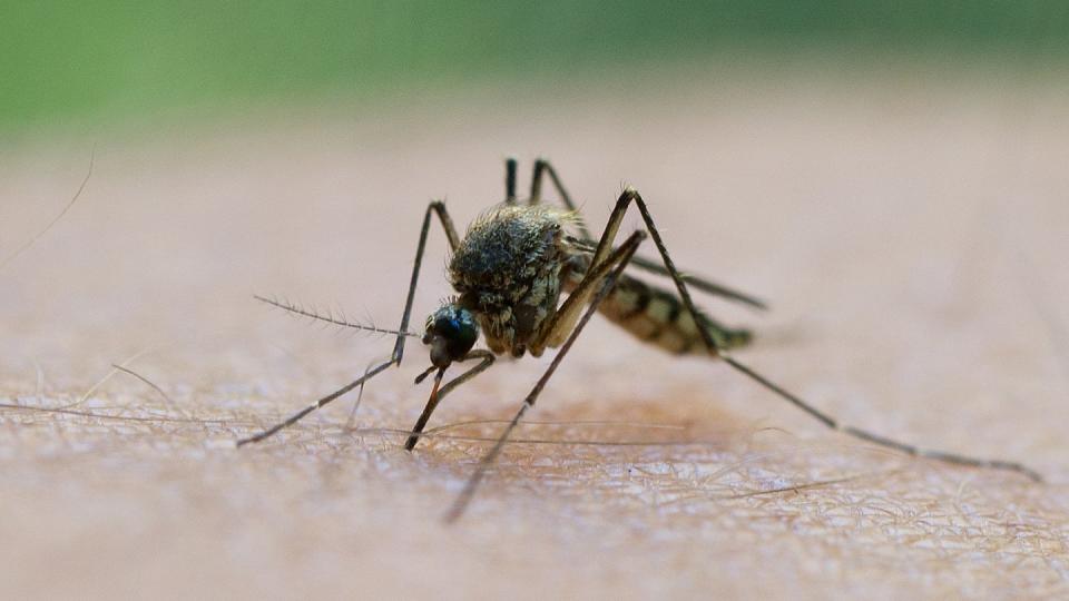 Gefährliche Mückenarten sind in Deutschland auf dem Vormarsch. Einige eingeschleppte Arten können etwa Tropen-Krankheiten wie West-Nil-, Chikungunya-, Dengue- oder auch Zika-Fieber auf den Menschen übertragen. Foto: Patrick Pleul