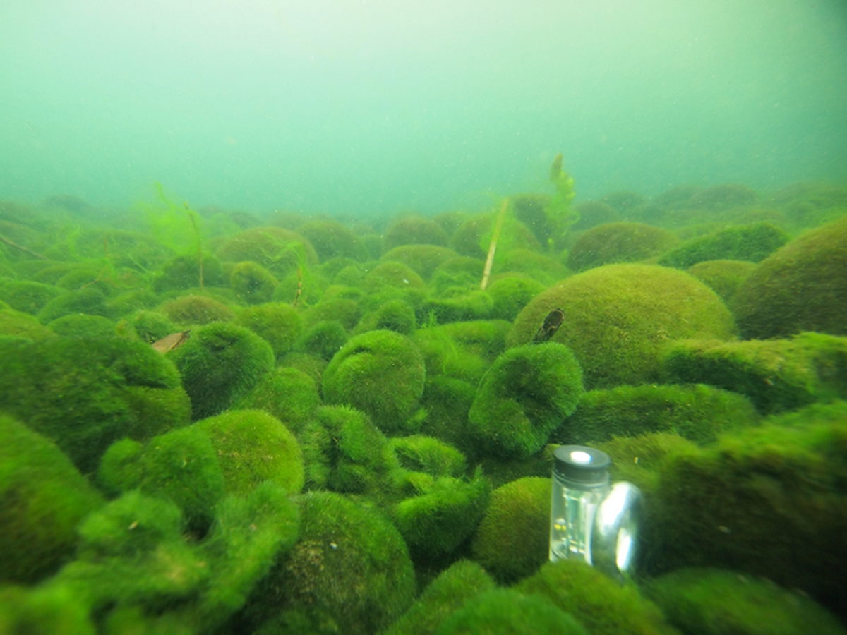 Marimo are an endangered species  (Yoichi Oyama)