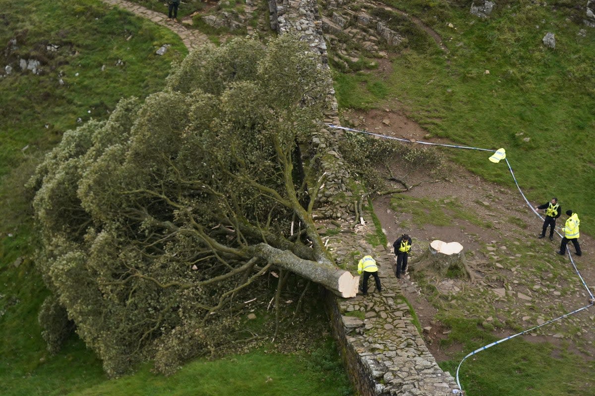 Police officers look at the felled tree at Sycamore Gap, next to Hadrian’s Wall, in Northumberland. (PA Wire)