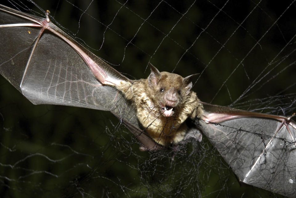 FILE - A vampire bat is caught in a net in Aracy, in the northeast Amazon state of Para, Brazil, on Thursday, Dec. 1, 2005. The Zoonomia Project is an international effort comparing the genetic blueprints of an array of animals, including this species, and some of the discoveries were shared in 11 papers published Thursday, April 27, 2023, in the journal Science. (AP Photo/Mario Quadros, File)