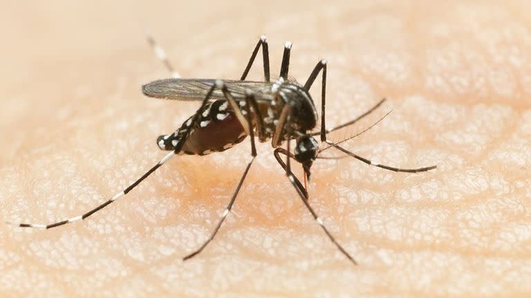El virus del dengue, propagado por un mosquito, es una infección endémica en partes de América Latina.