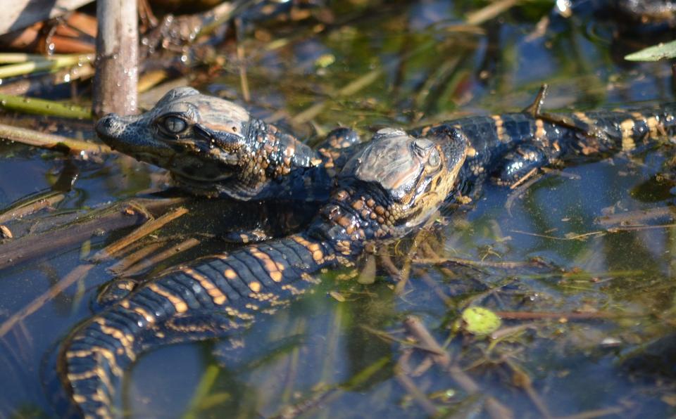 The sex of an alligator is determined by the temperature of its egg.