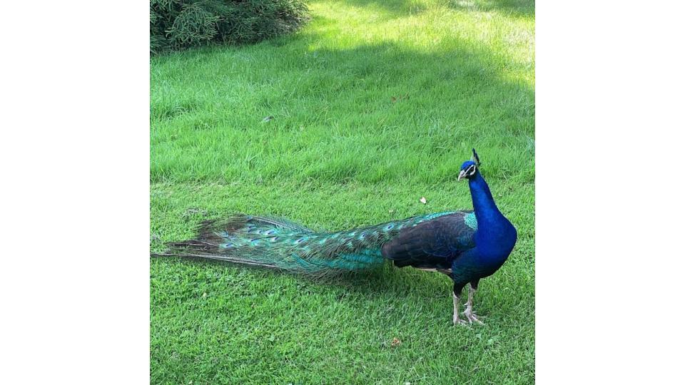 peacock walking in garden