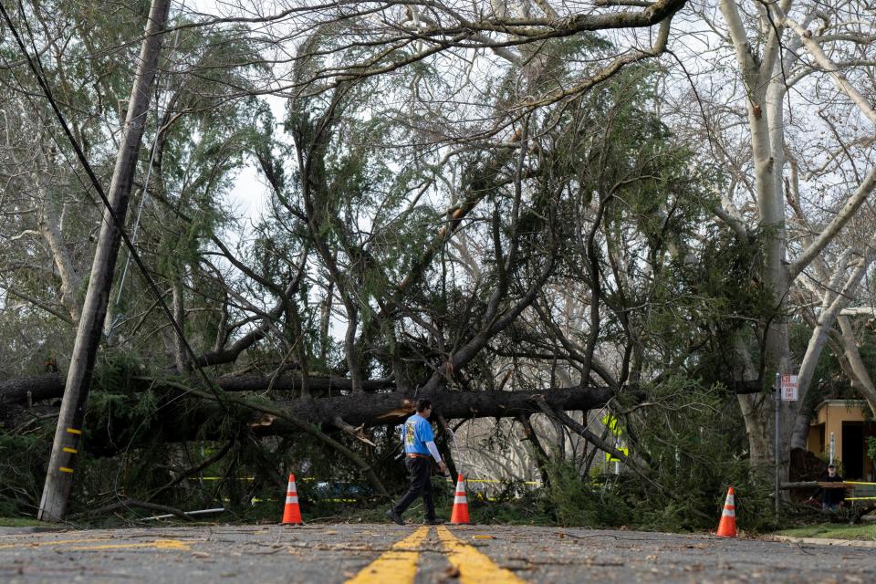 An East Sacramento resident crosses the street in front of a tree blocking H Street near 36th Street in Sacramento, Calif., Sunday, Jan. 8, 2023. The weather service's Sacramento office said the region should brace for the latest atmospheric river to roar late Sunday and early Monday ashore.