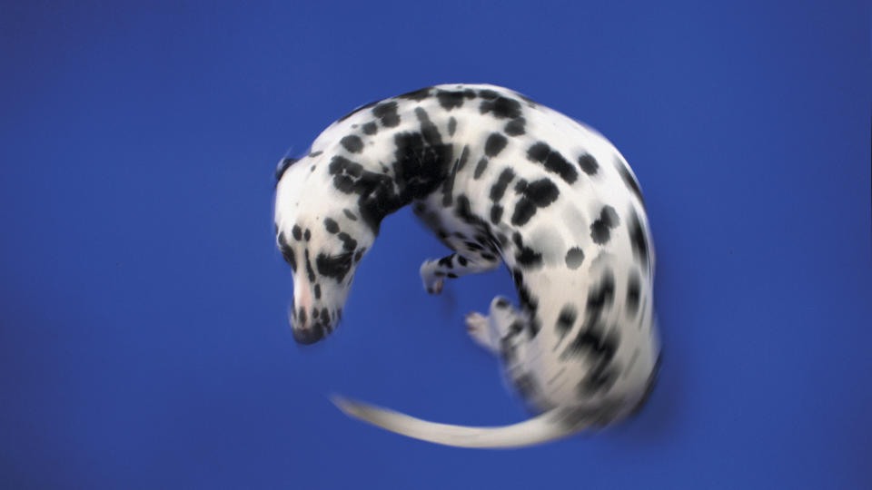 Dalmatian spinning