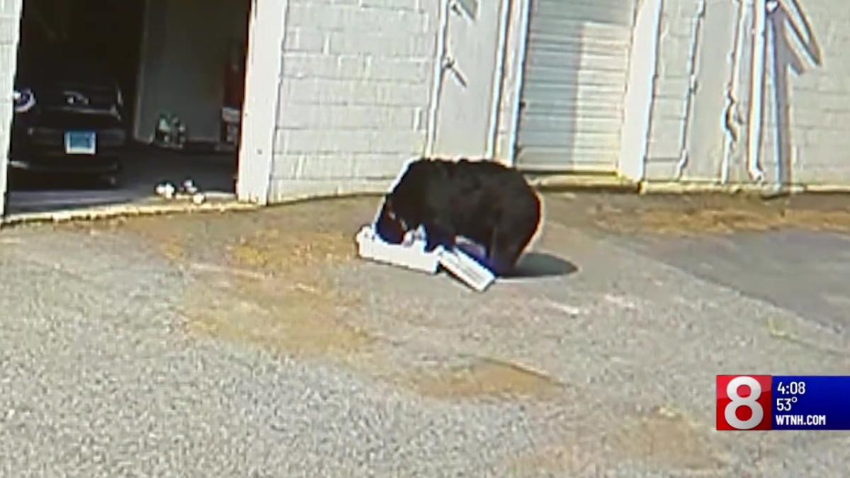 #Bear helps itself to 60 cupcakes from Connecticut bakery, scares employees