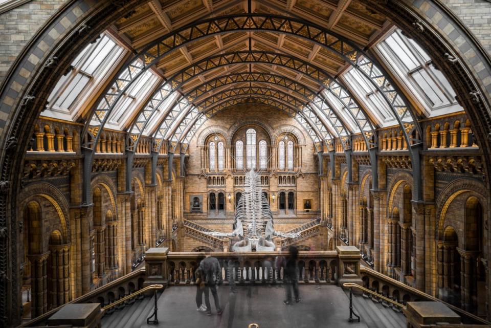 The museums you have to visit in London - In pictures: Natural History Museum (UNSPLASH/Daniel Rauber)