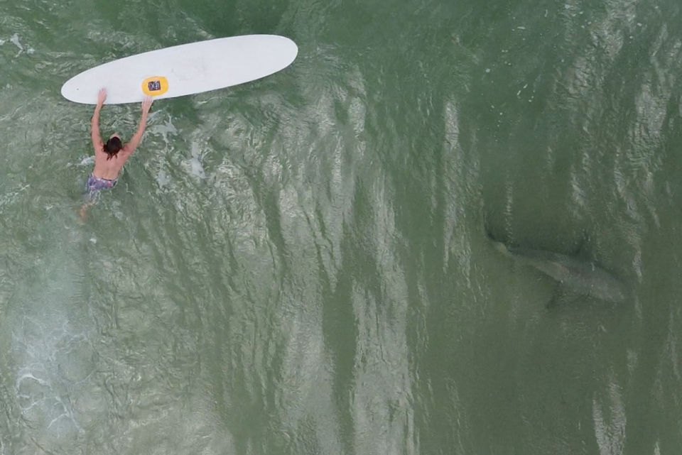 Giuseppe "Joey" Liuzzo said he captured this image of a shark near a surfer off New Smyrna Beach, Florida this summer. Liuzzo uses drones to record sharks in the water where he surfs.