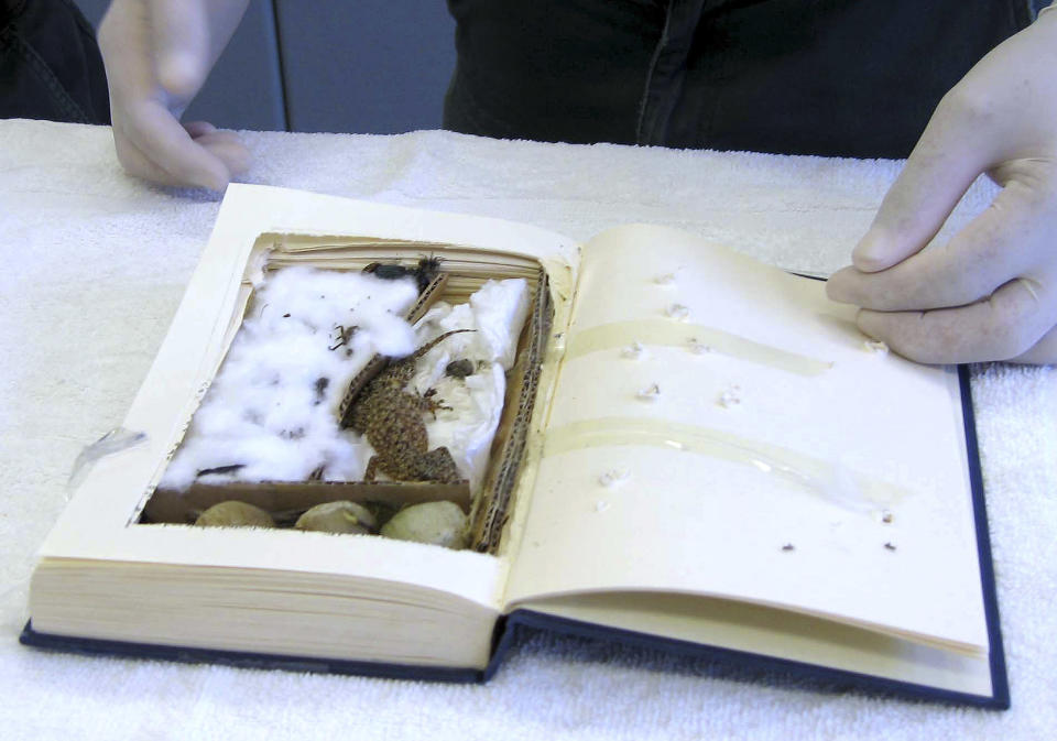 Australian native geckos concealed in a hollowed out book which were seized by Customs officials are seen in the handout photo April 11, 2008. Australian Customs officials were alerted by Australia Post to a suspect express mail package bound for the Czech Republic on 14 March. Customs investigators responded and took possession of the package. Inside they found a hollowed-out book containing two adult and two baby southern leaf tail geckos. The maximum penalty for offences under the Environment Protection and Biodiversity Conservation Act 1999 is ten years' jail and/or a A$110,000 ($102,500) fine. REUTERS/Australian Customs/Handout