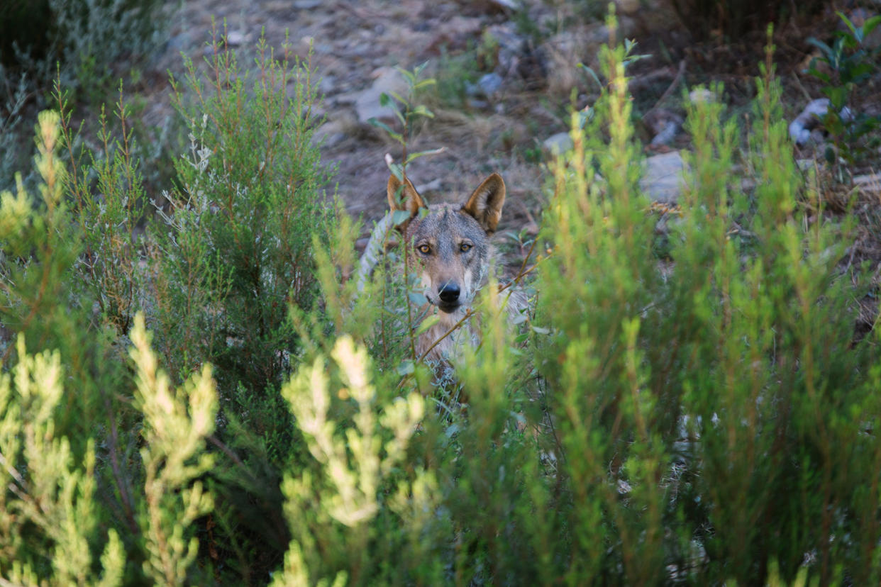 As depopulation continues to affect parts of rural Spain, wolves have regained a foothold in provinces like Zamora in the region of Castile and Le&oacute;n. (Photo: Joseph Fox)