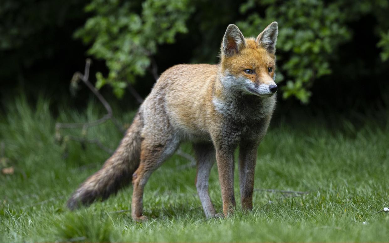 The RSPCA has been unable to locate the foxes that were kept at the facility - Anadolu Agency /Anadolu