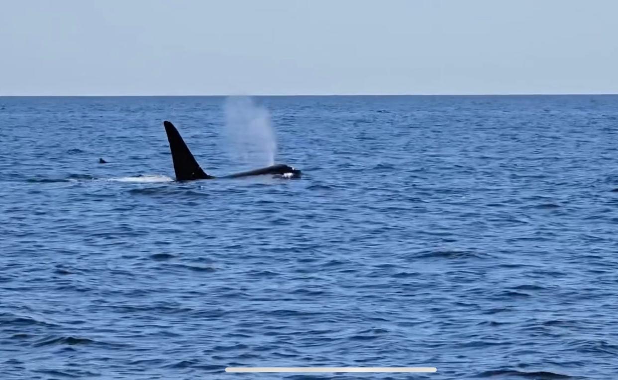 During a tuna fishing outing about seven miles off Chatham on June 2, 2024 on Orleans resident and Brewster business owner Paul van Steensel's boat, the orca known as Old Thom was observed coming and going from the surface. This image is a still from video footage van Steensel recorded of the encounter.