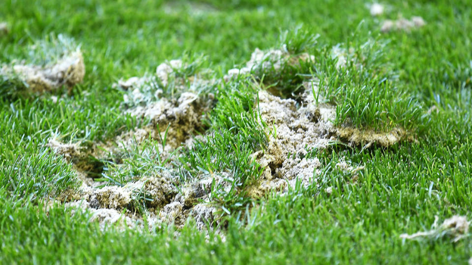 A close up of the surface at Marvel Stadium during the round one AFL match between the St Kilda Saints and the Gold Coast Suns at. (Photo by Quinn Rooney/Getty Images)