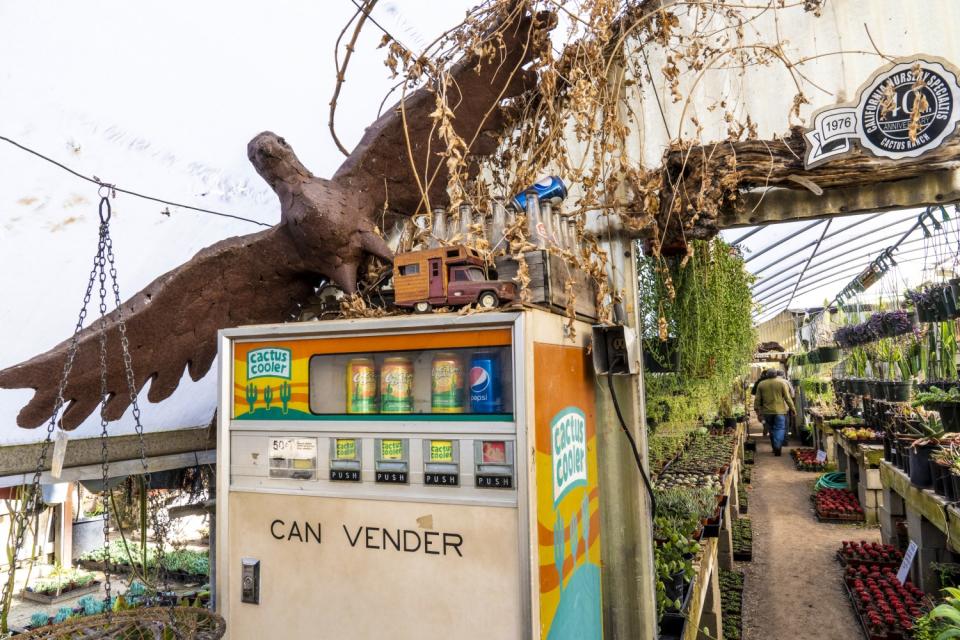 A weathered-looking vending machine holds Cactus Coolers.