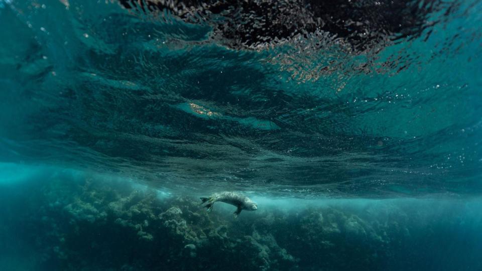 El Monumento Nacional Marino Papahānaumokuākea es el hogar de uno de los mamíferos marinos más raros de la Tierra, la foca monje de Hawái