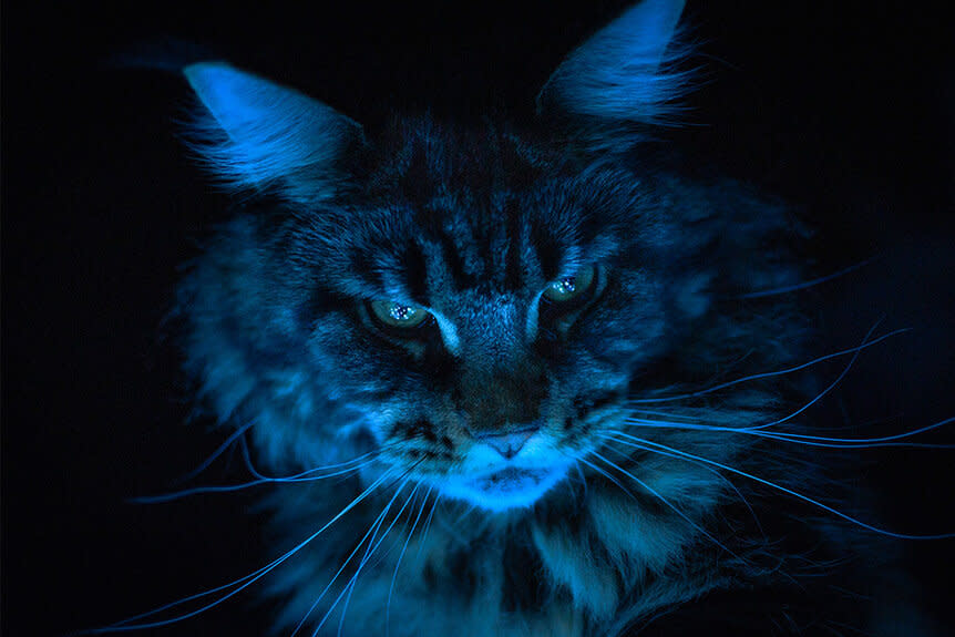 Close-up portrait of cat against black background