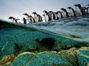 Young gentoo penguins take a cautionary first dive into an Antarctic sea. They have good reason to be wary of the predators that lurk beneath—penguins compose a significant part of the leopard seal diet, and the younger birds are particularly vulnerable.