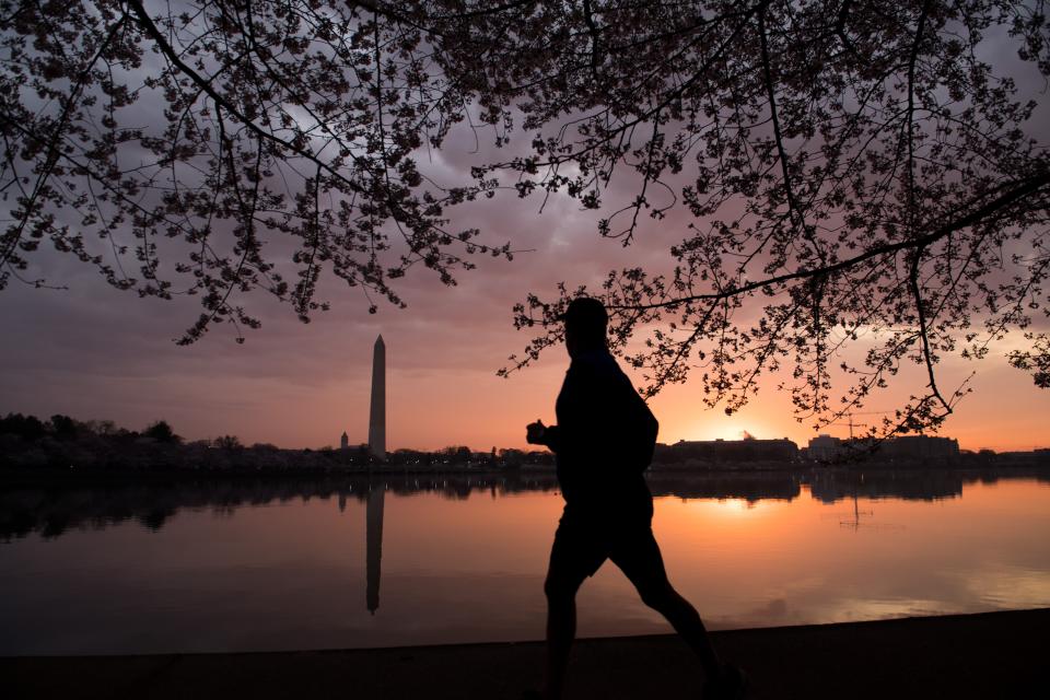 A man jogs past the Cherry Blossom trees as they bloom around the Tidal Basin at sunrise in Washington, DC, April 4, 2018. / AFP PHOTO / SAUL LOEB        (Photo credit should read SAUL LOEB/AFP via Getty Images)