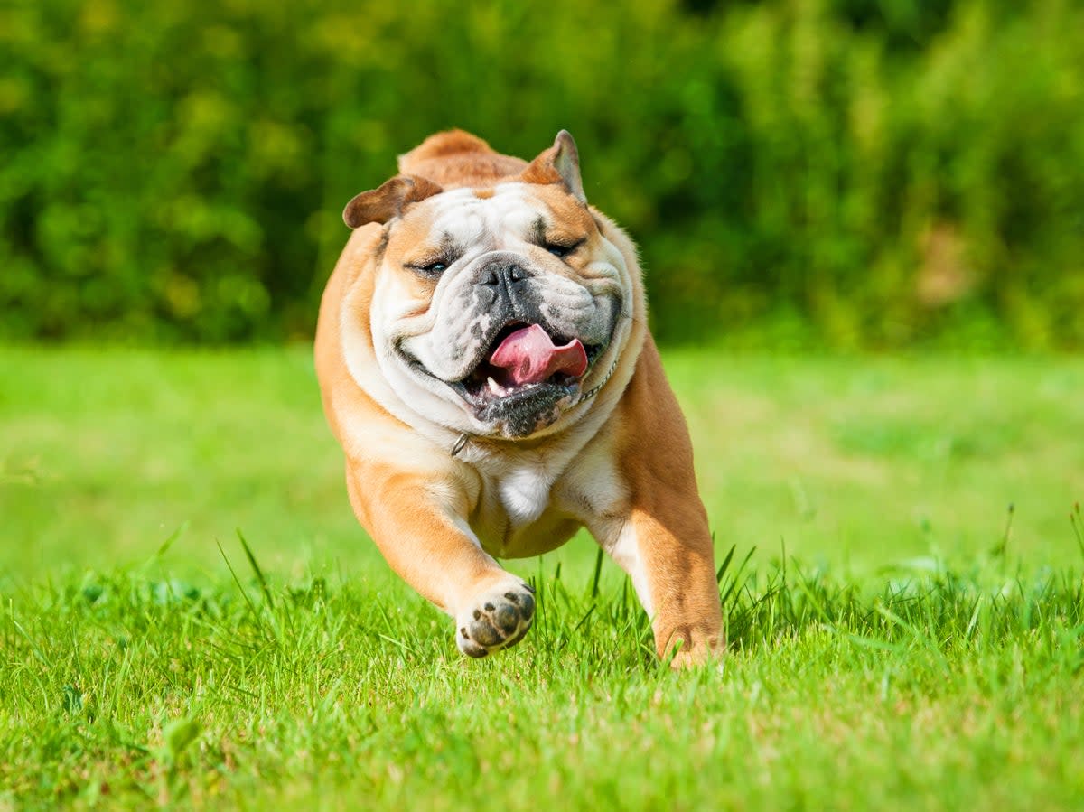 The iconic breed is far more likely than others to suffer breathing problems and skin infections  (Shutterstock / Rita_Kochmarjova)