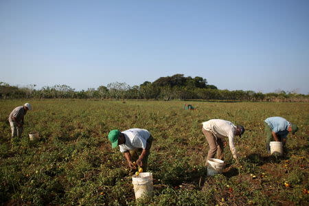 Farmers pick tomatoes near San Antonio de los Banos in Artemjsa province, Cuba, April 13, 2016. REUTERS/Alexandre Meneghini