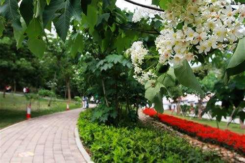 【2013桐花季】苗栗桐花飛雪，漫遊古道尋花蹤～