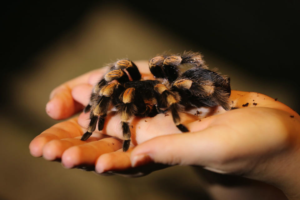 A Red Kneed Spider is held during London Zoo's annual stocktake of animals on January 3, 2013 in London, England. (Photo by Dan Kitwood/Getty Images)