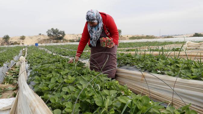 Seorang petani Palestina memetik stroberi di pertanian keluarganya di dekat pagar Israel-Gaza, di Beit Lahiya, Jalur Gaza utara, Selasa (28/12/2021). Bebagai jenis buah dan sayur bisa tumbuh subur di Gaza, salah satunya stroberi. (AP Photo/Adel Hana)