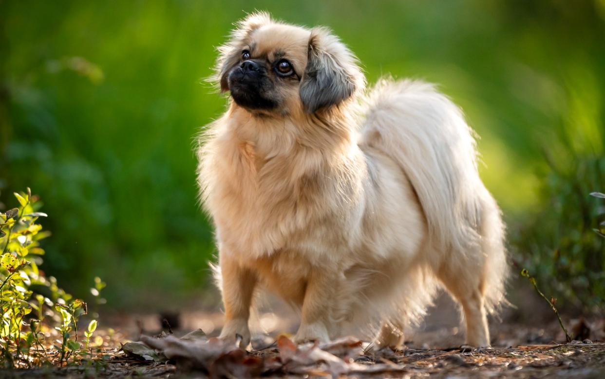 The Tibetan Spaniel lives for an average of 15.2 years