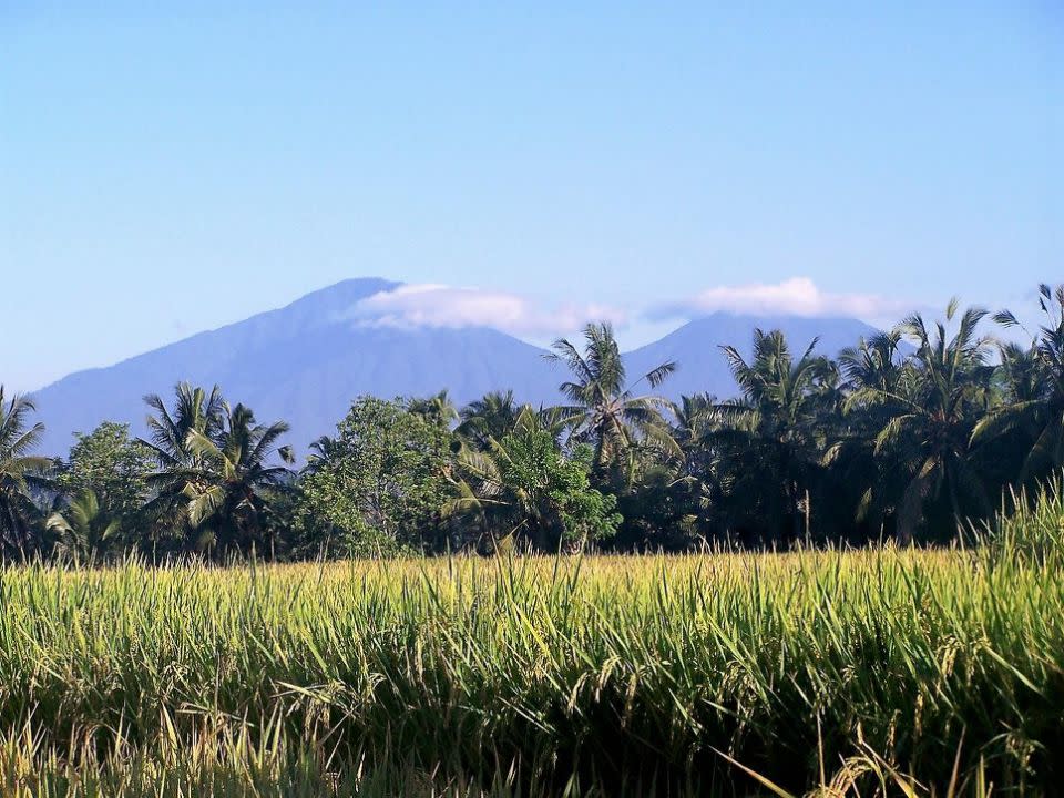 Catch the end of the rice harvest season in Bali. Photo: Supplied