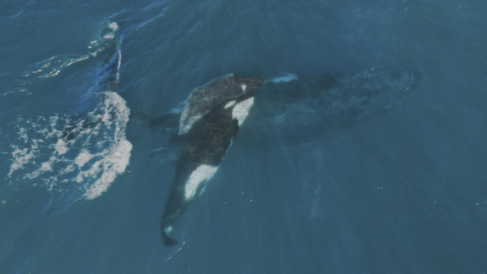 A male orca headbutted a humpback whale calf in the latest episode of Mammals. (BBC)