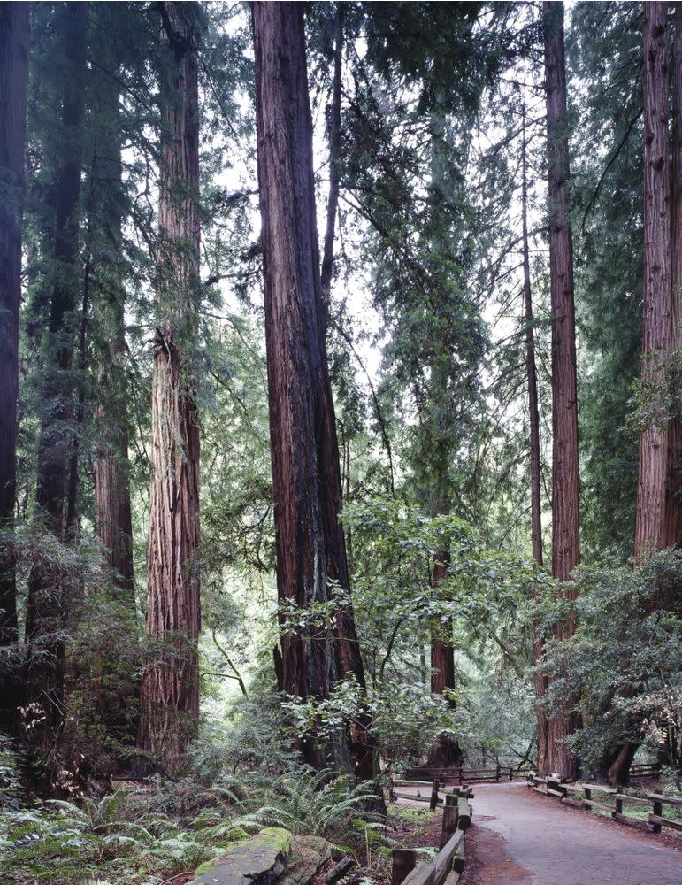 Muir Woods National Monument | Carol M. Highsmith/Buyenlarge/Getty Images