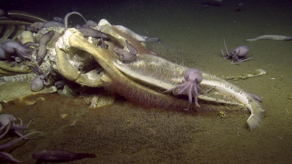 An image taken by the Nautilus off the coast of California. (Photo: Ocean Exploration Trust and NOAA ONMS)