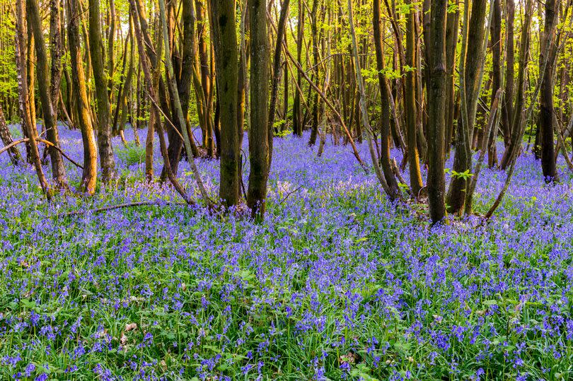 Bluebells in wood with evening light in Kings Wood, Maidstone