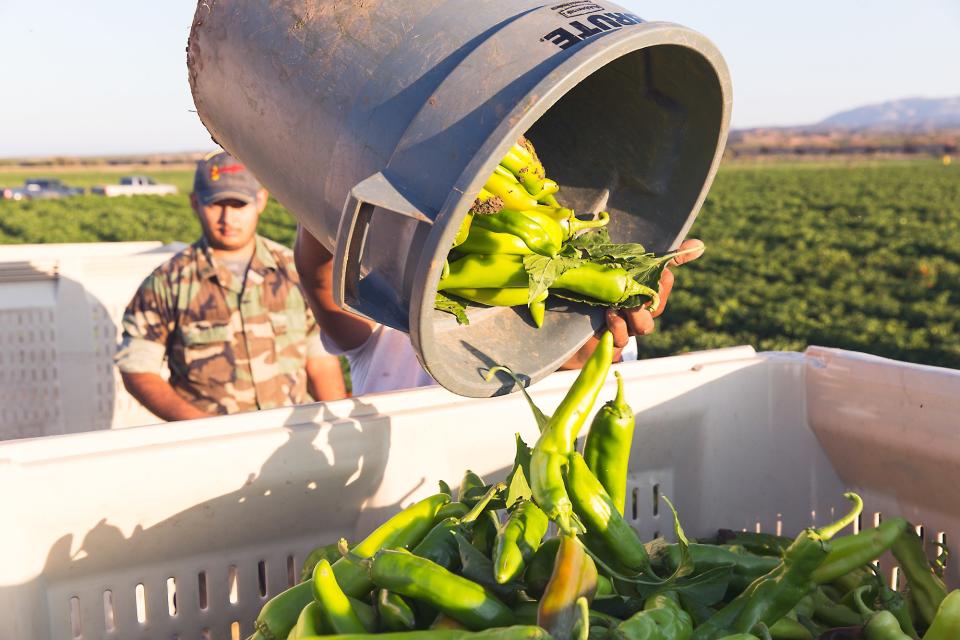 Hatch chiles by the barrel-full.