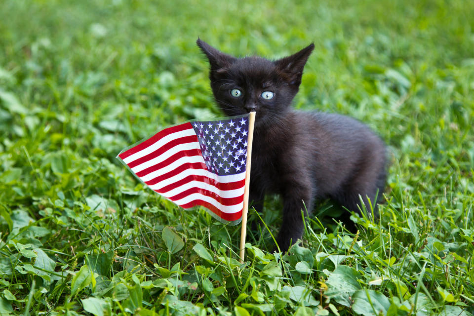 A kitten with US flag as foreground,