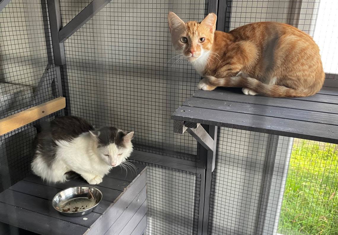 Creamsicle, an orange male cat, and Houdini, a gray and white male cat, are best buddies after being rescued from the Buckhorn Flea Market, which closed June 30. They share a cage at Independent Animal Rescue in Durham and would be great to adopt together.