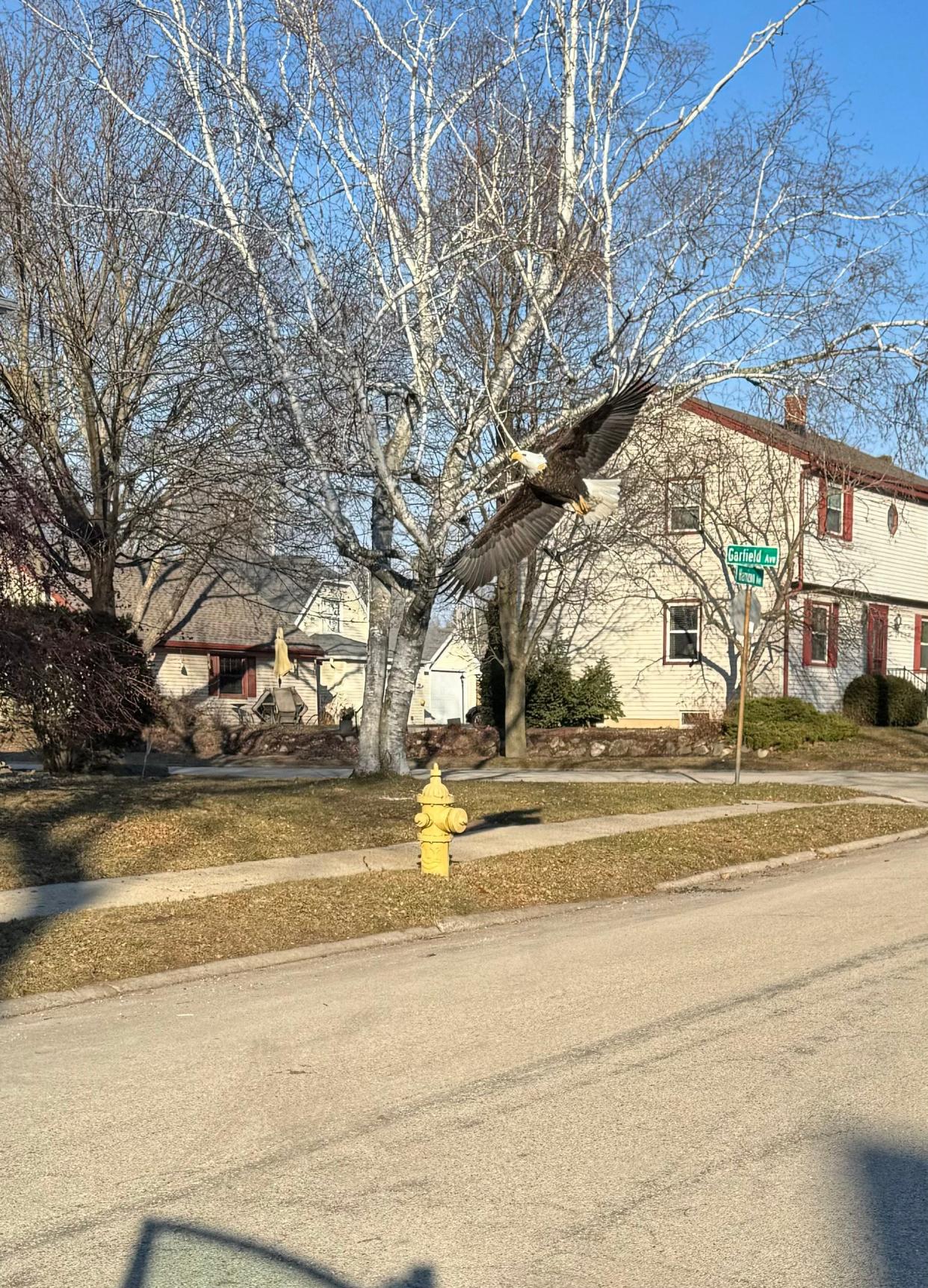 One in a pair of bald eagles seen soaring over Harrison Avenue east of Grand Avenue in Waukesha touches down briefly near Garfield Avenue before flying away again on Feb. 17. The uncommon sight, while still a wonderment, is less surprising as bald eagles expand to nesting sites throughout the state, including Milwaukee suburban areas.
