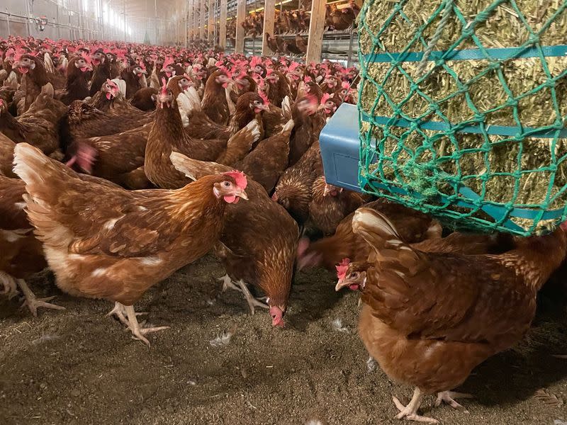 Free range hens under cover at Daniel Brown's family farm at Bury St Edmunds