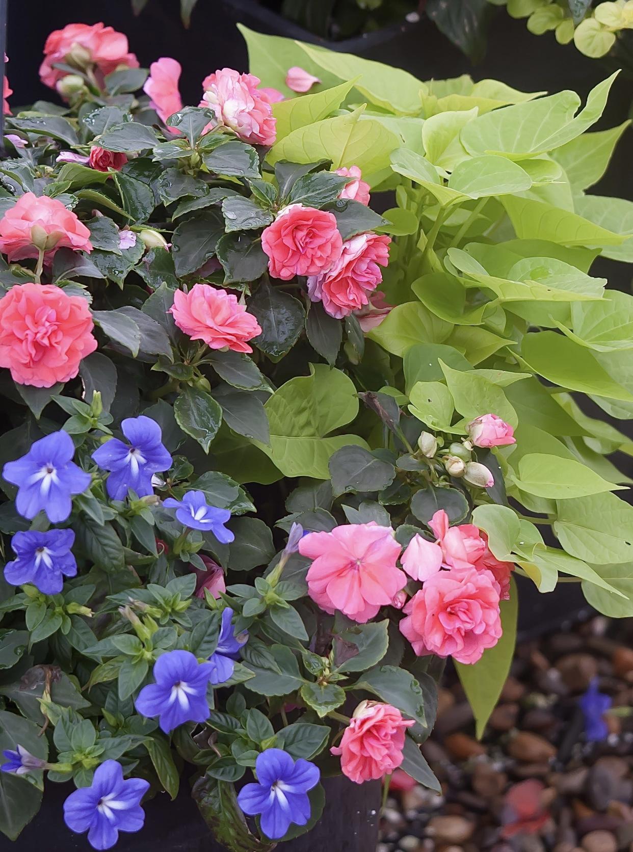 This hanging basket features Rockapulco Tropical Shades impatiens with Sweet Caroline Sweetkeart lime sweet potato and Endless Illumination browallia.