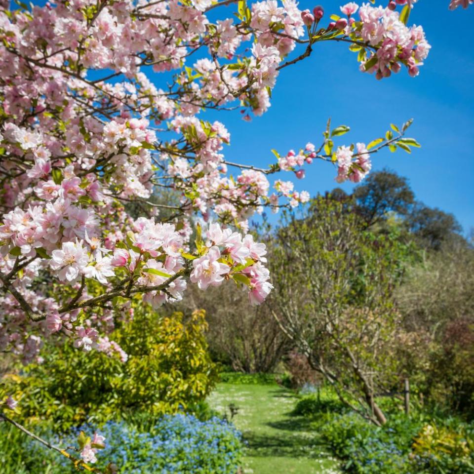 Flowering trees at Highdown Gardens
