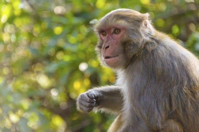 Princess Charlotte name mistake: Takasakiyama Zoo apologises for naming baby monkey