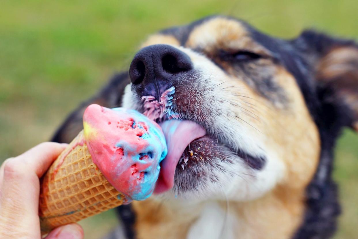 dog licking ice cream cone; do dogs have taste buds