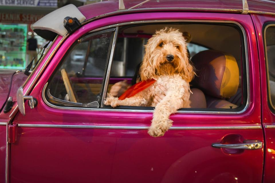 5) Driving dog by Mehmet Aslan