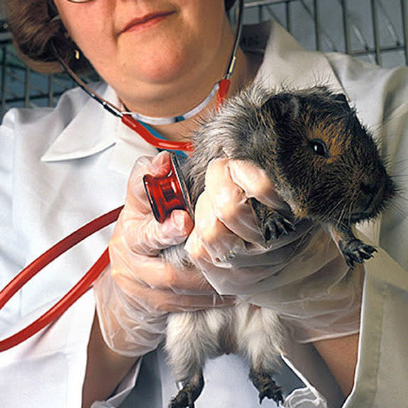 A guinea pig's inner ear became a battery in an MIT-Harvard experiment. Here, an unrelated guinea pig is given a checkup by a veterinary medical officer.