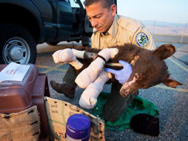 Cinder the Bear was rescued in August 2014: The Associated Press)