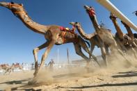 <p>Camels race during the annual Moreeb Dune Festival on Jan. 1 in the Liwa desert. (Photo: Karim Sahib/AFP/Getty Images) </p>