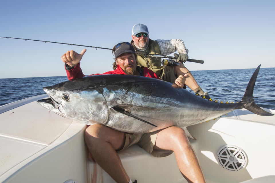 The challenge bluefin tuna face is related to food culture and history.