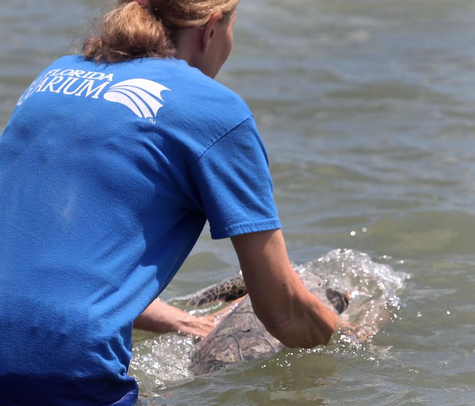 A Florida Aquarium team member releases one of eight green turtles back into the Atlantic Ocean, Wednesday June 26, 2024 at the Standish Drive beach access ramp in Ormond Beach.